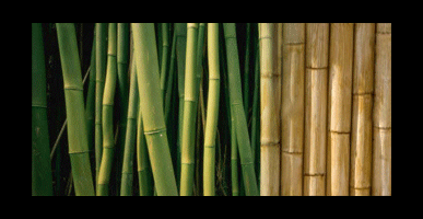 bambu